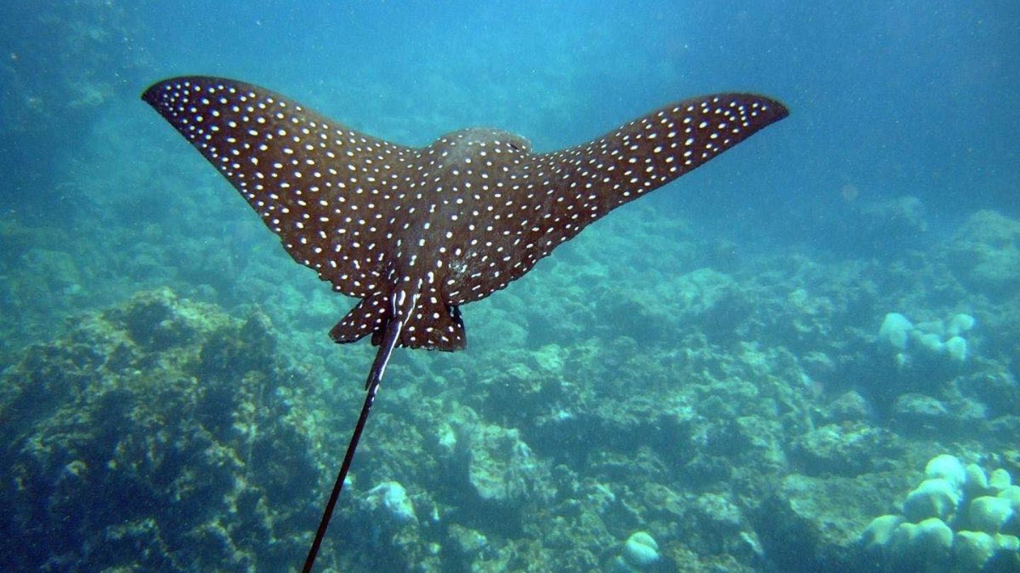 Petite Terre Petite Terre