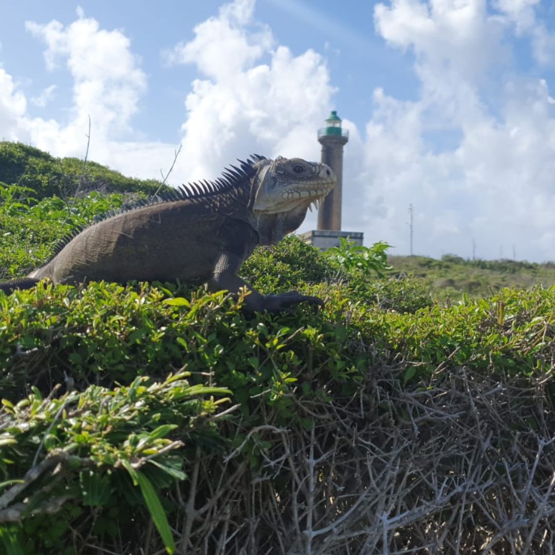 Petite Terre Petite Terre