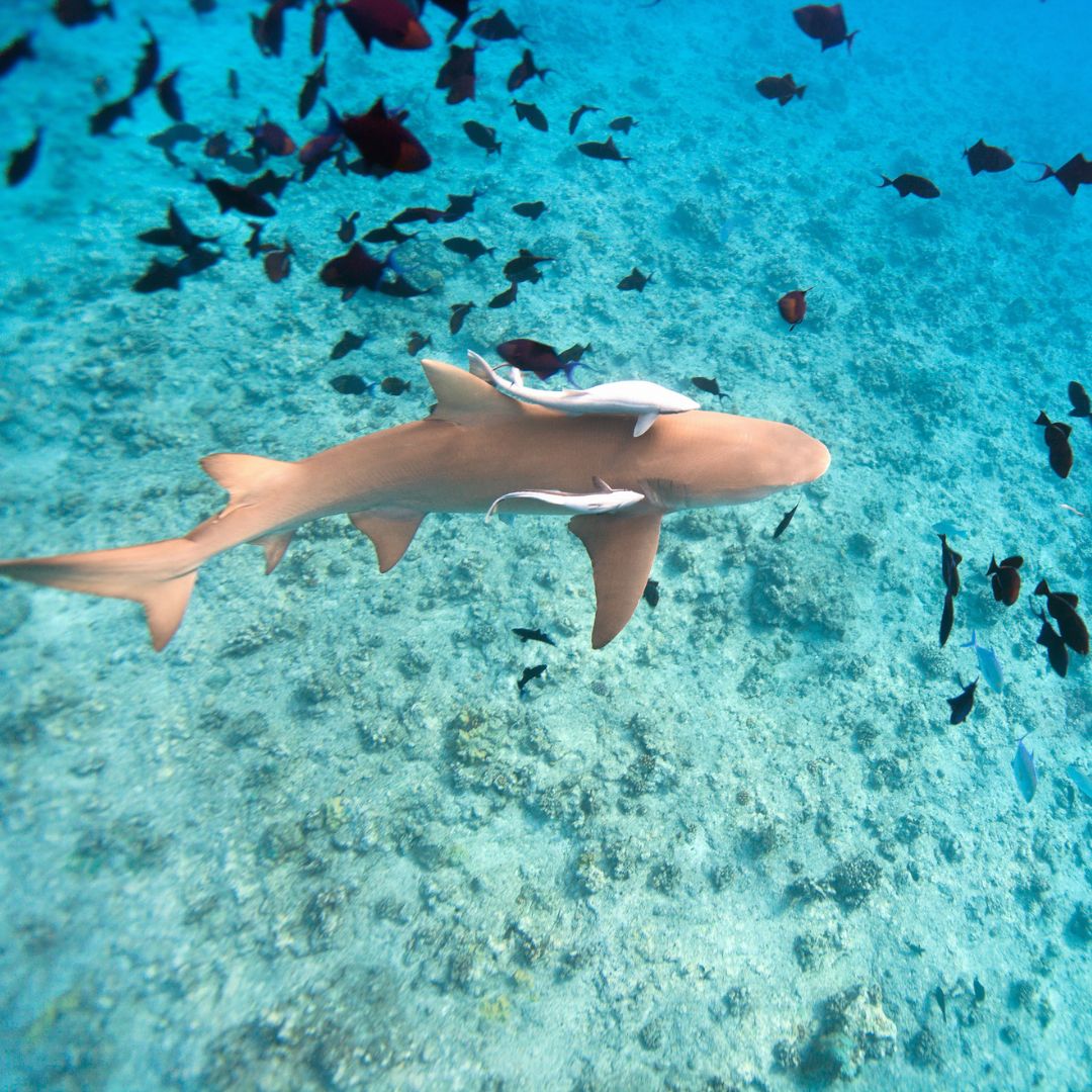 Petite Terre Petite Terre