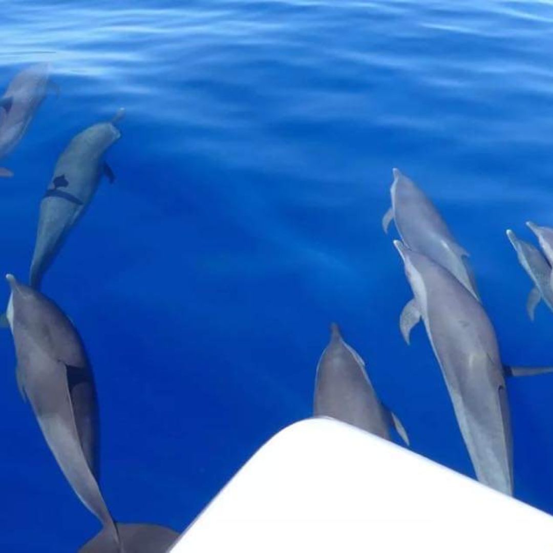 Petite Terre Petite Terre